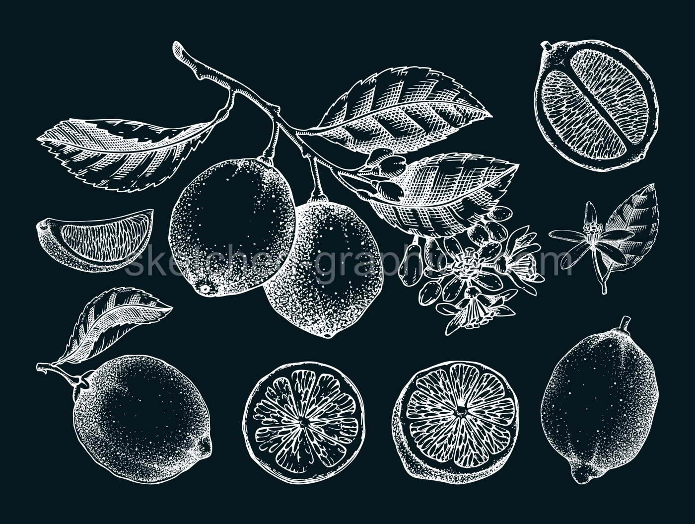 Lime fruit sketches set on chalkboard. Citrus tree branch, fruit, leaves and flowers. Hand-drawn vector illustration. Exotic plant drawing. Botanical design element. NOT AI-generated Illustration